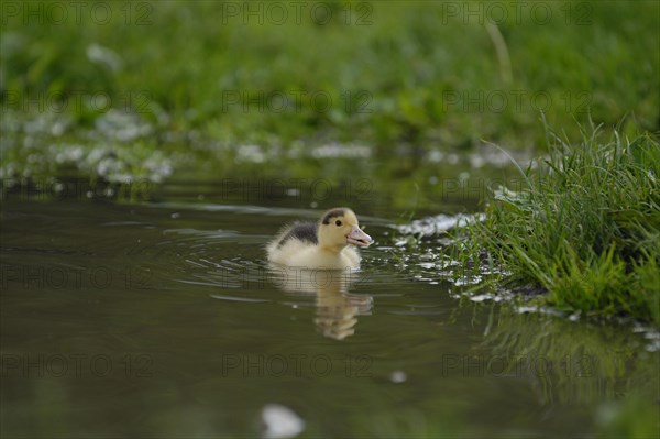 Muscovy duck