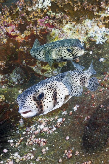 Common Porcupinefish