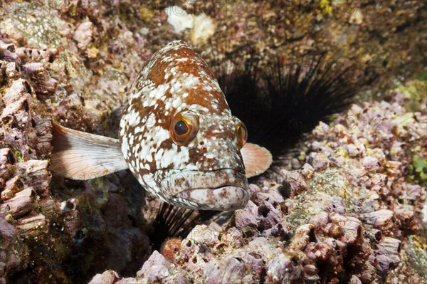 Starry grouper