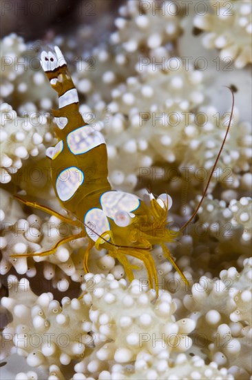 Dwarf shrimp