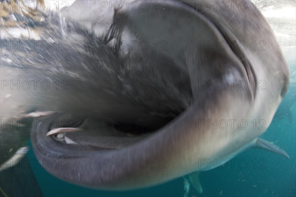 Feeding whale shark