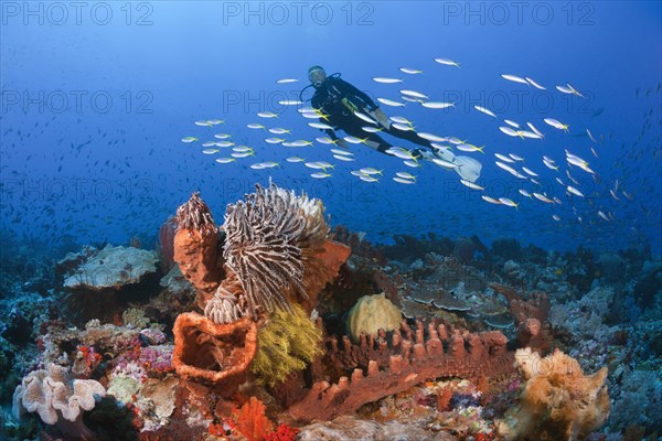 Diver over coral reef