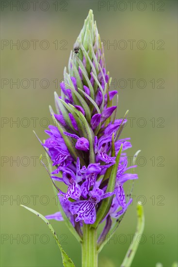 Southern marsh orchid