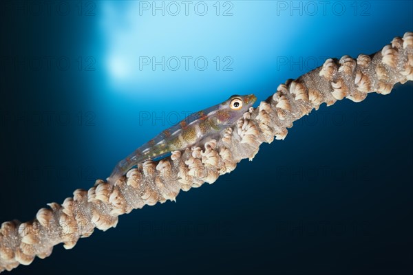 Whip coral dwarf goby