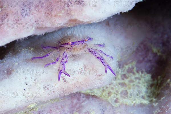 Hairy sponge crab