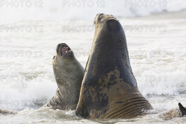 Sealion Island