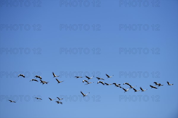 Black crowned cranes