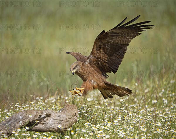 Black kite