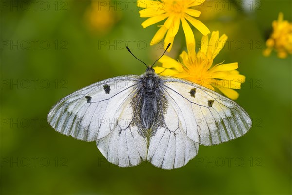 Male Black Apollo