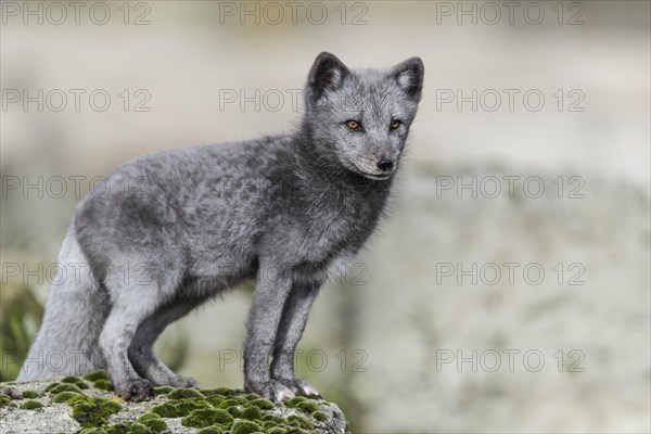 Arctic fox