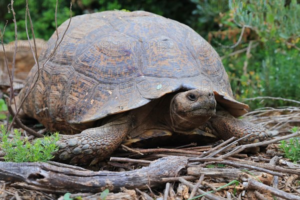 Angulate Tortoise