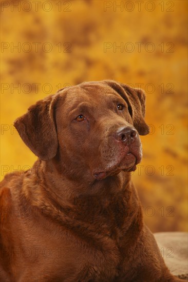 Chesapeake Bay Retriever