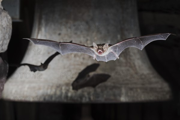 Greater mouse-eared bat