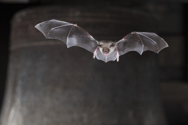 Greater mouse-eared bat