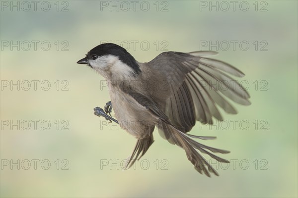 Marsh tit