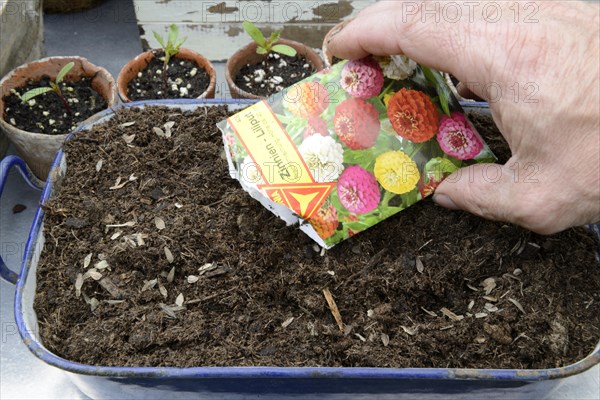 Sowing of zinnia