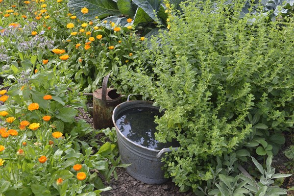 Production of stinging nettle liquid manure