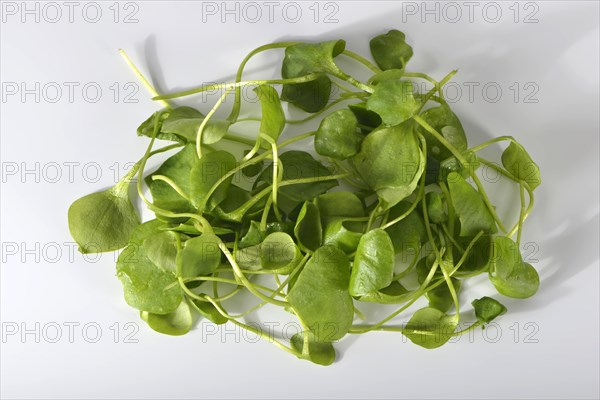 Winter purslane