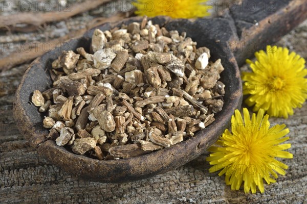 Dandelion root