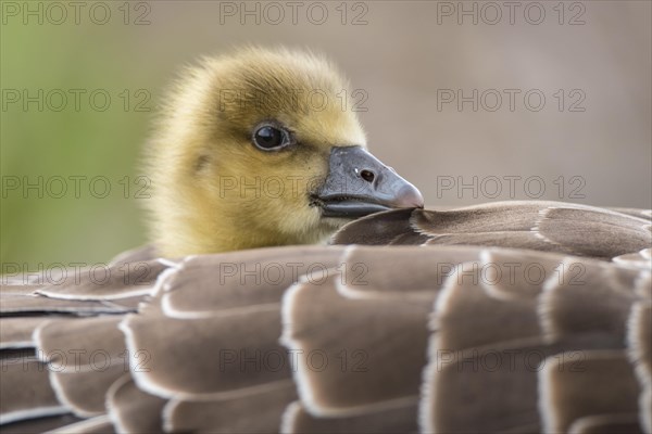 Greylag goose