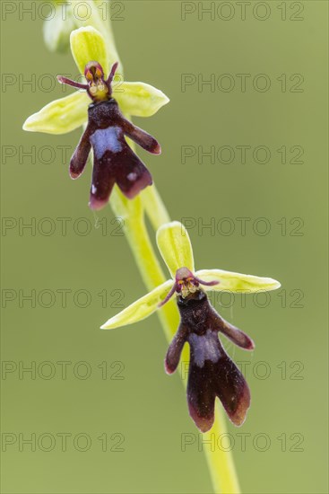 Fly orchid