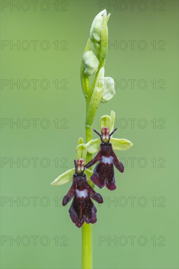 Fly orchid