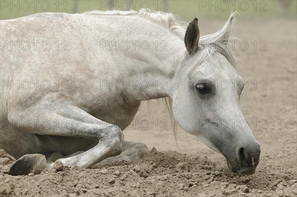 Arabian thoroughbred