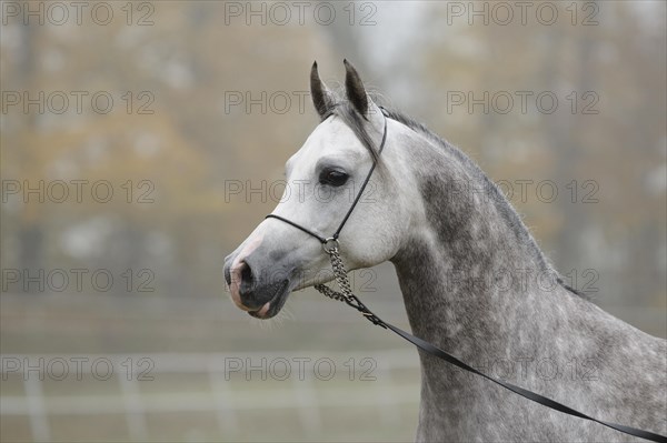 Arabian thoroughbred