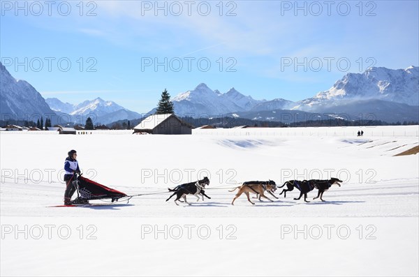 Dog sled race