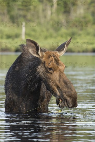 American elk