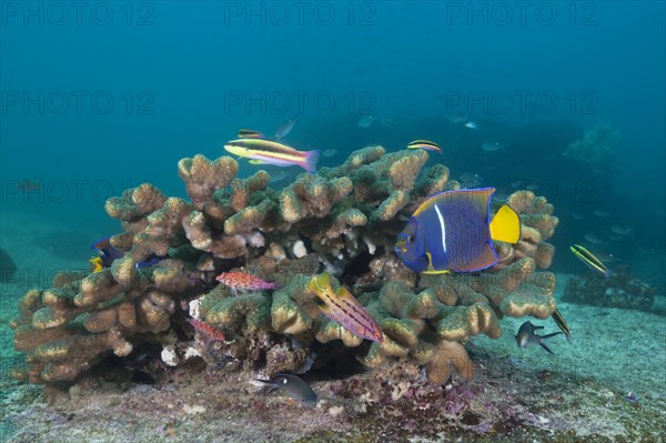 Various coral fishes