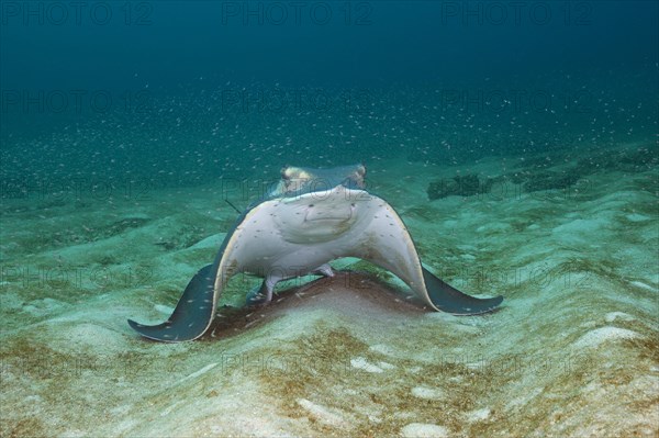 Bat ray