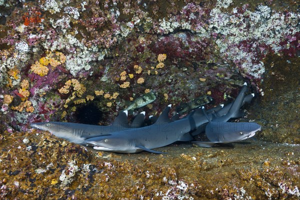 Whitetip Reef Shark