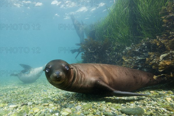 California sea lion