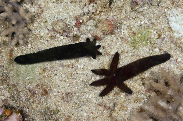 Regeneration of starfish