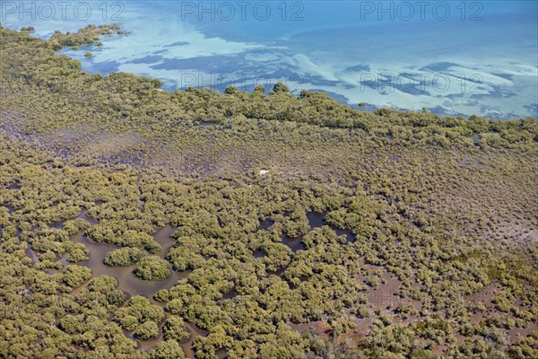 Mangroves on Moreton Island