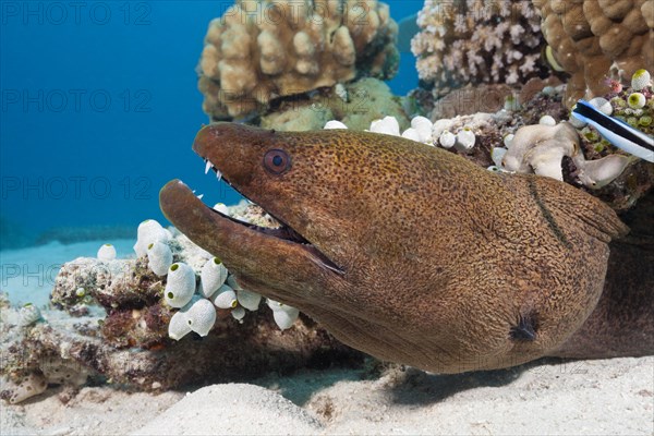 Giant Moray moray