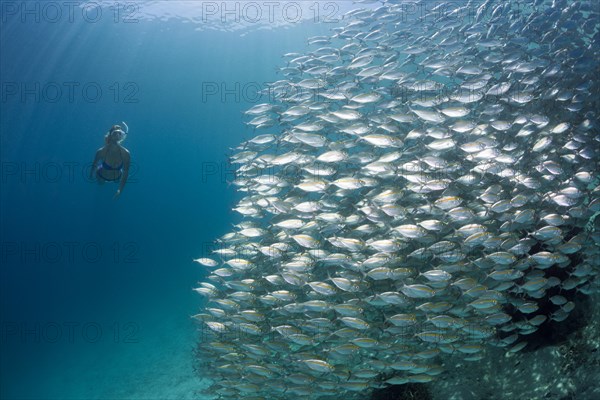 Snorkelers and school of ox-eye mackerel