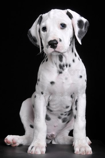 Dalmatian