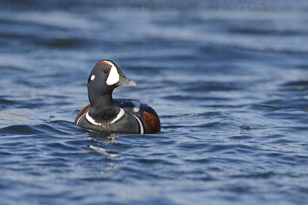 Harlequin duck