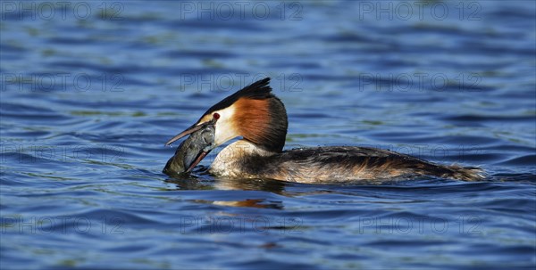 Great crested grebe