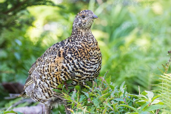 Canada Grouse