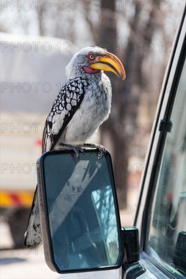 Southern Yellow-billed Hornbill