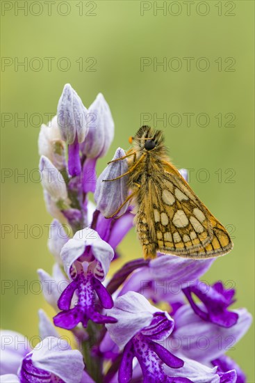 Chequered skipper