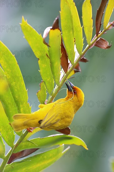 Eastern Golden Weaver