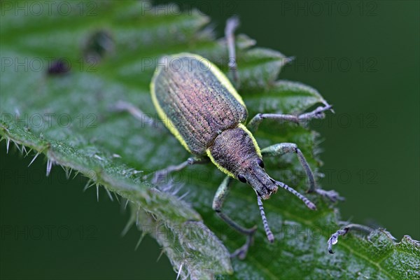 Dark green yellows weevil