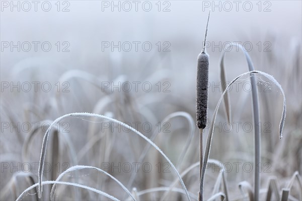 Cattail