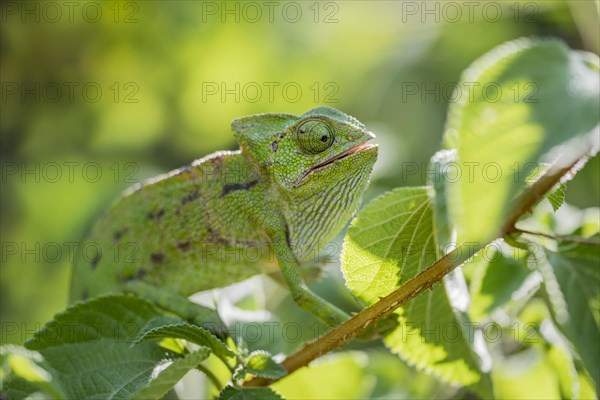 Mediterranean chameleon