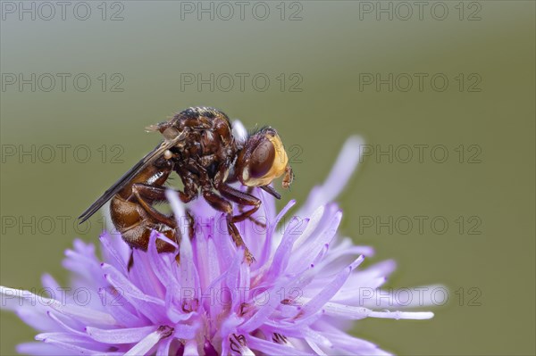 Sicus ferrugineus