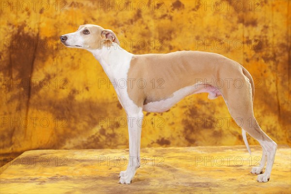 Whippet